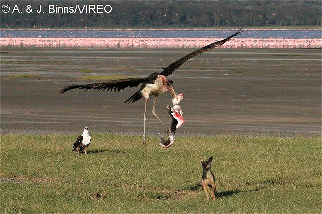 Marabou Stork b52-2-421.jpg